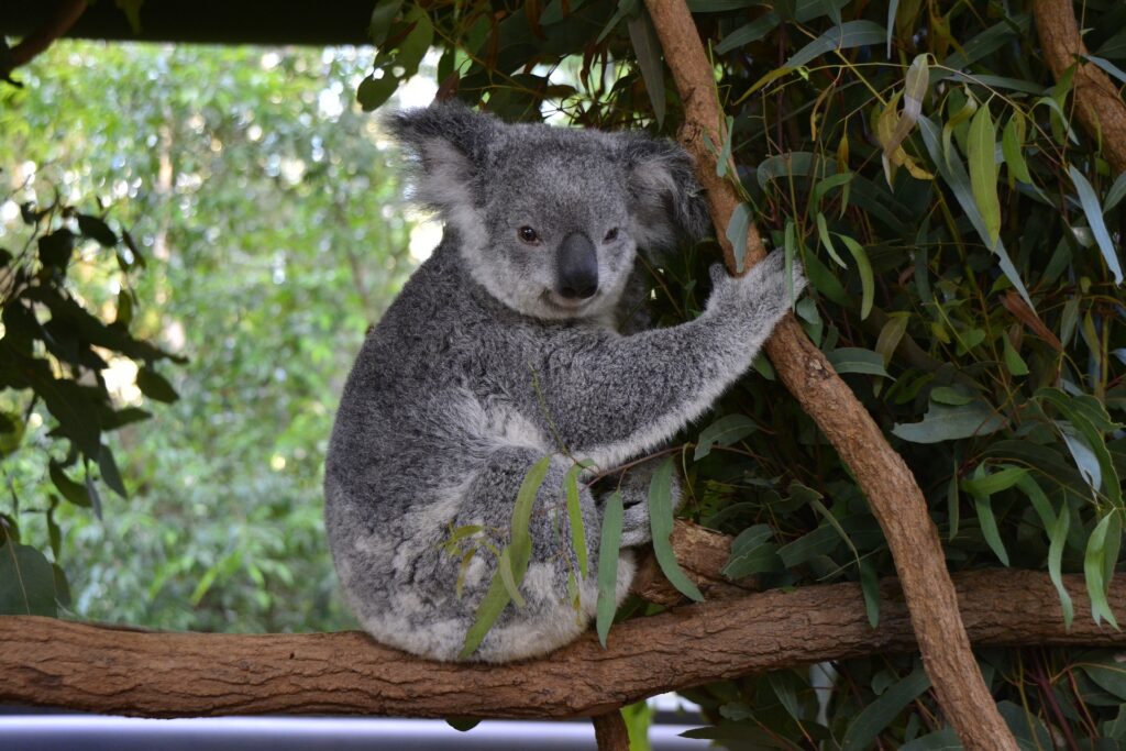 Lone Pine Koala Sanctuary