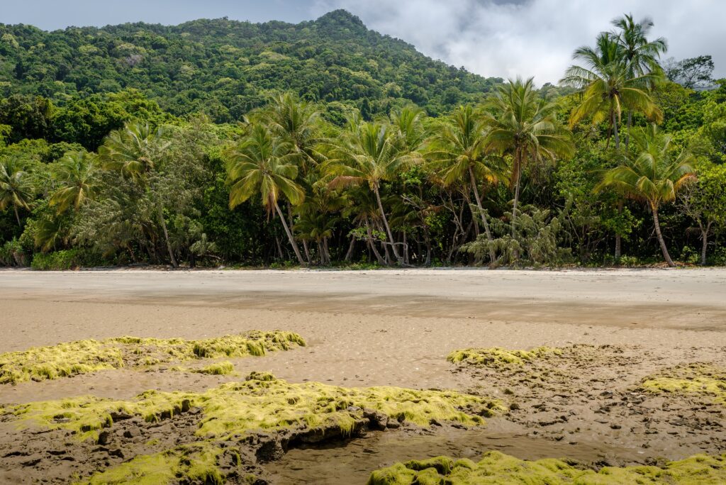  Daintree Rainforest,