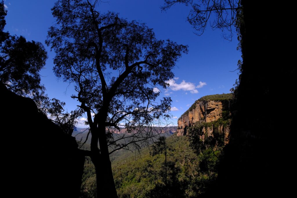 Eucalyptus Trees