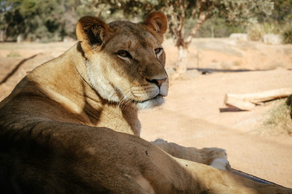 Werribee Open Range Zoo