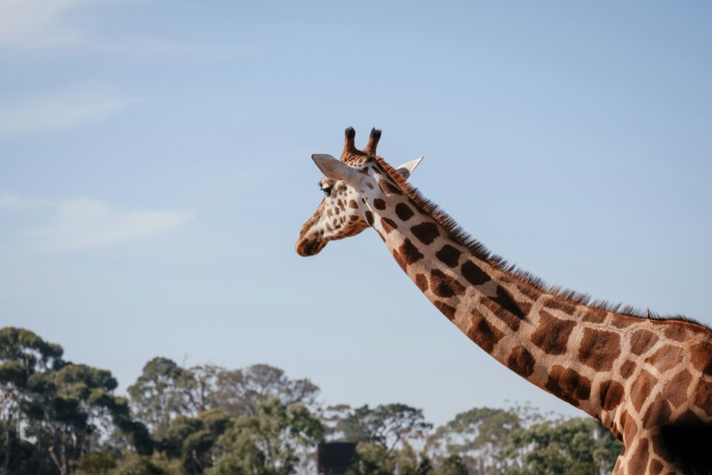  Werribee Open Range Zoo