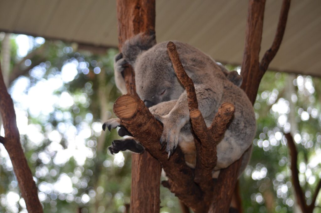 Lone Pine Koala Sanctuary