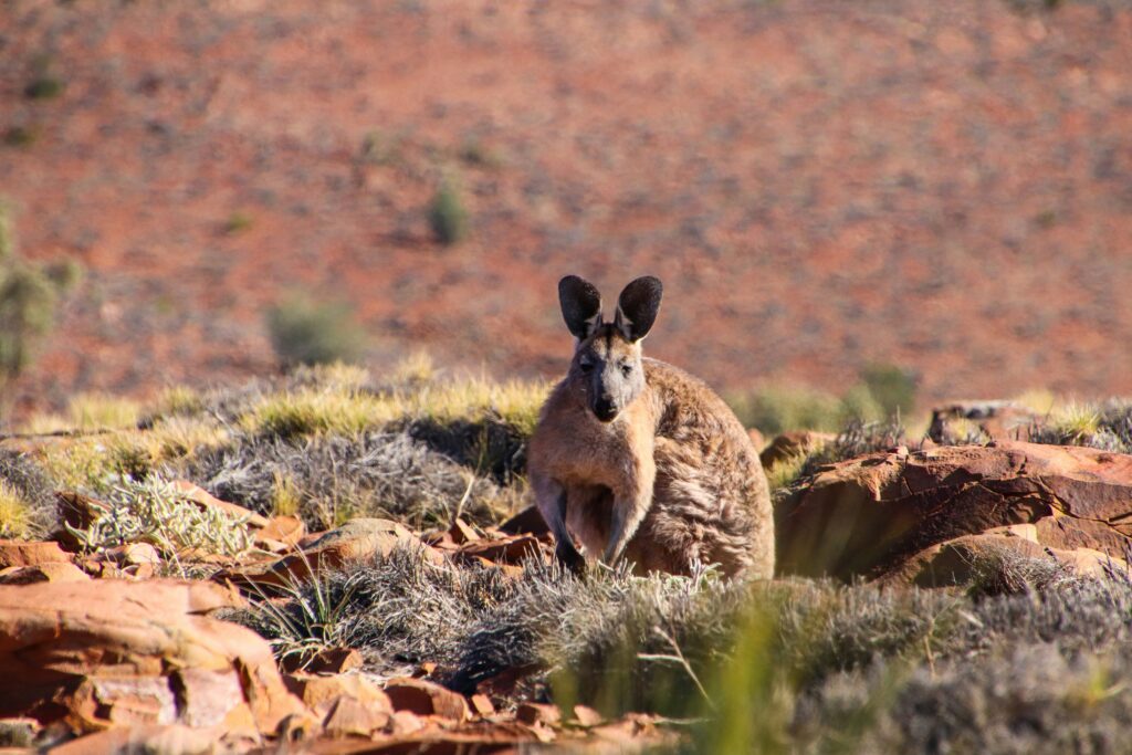 Flinders Ranges