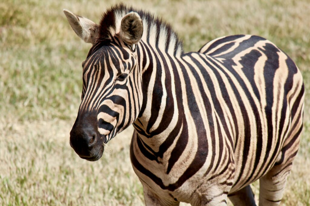 Werribee Open Range Zoo