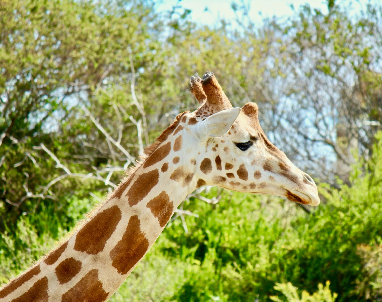 Werribee Open Range Zoo