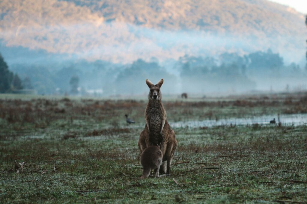 kangaroos 