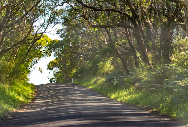 Great Otway National Park