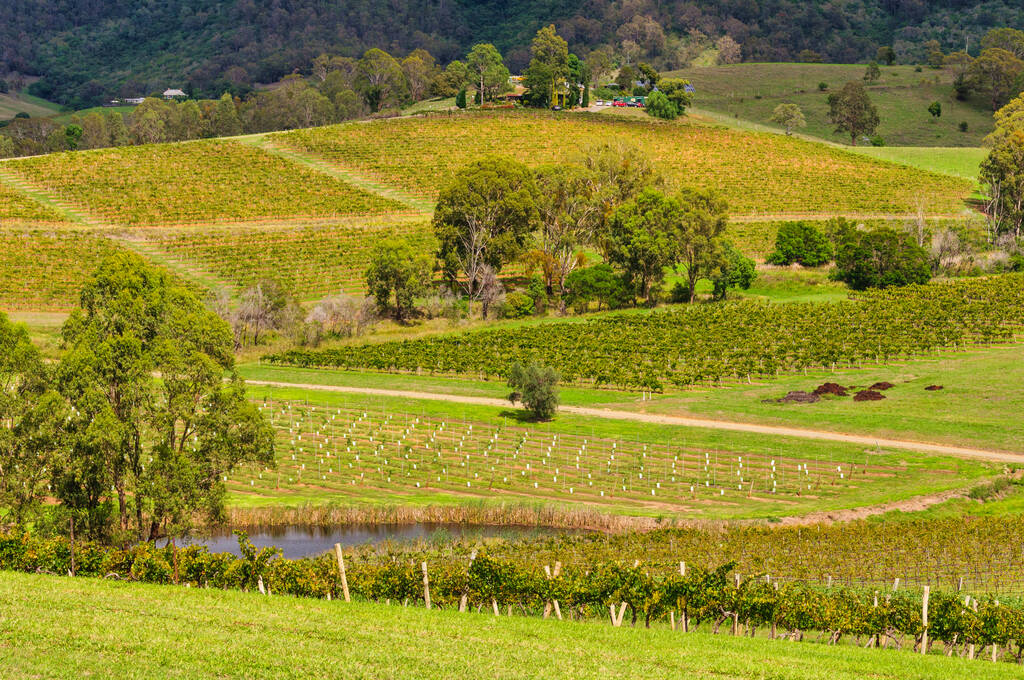 Hunter Valley Wine Region: