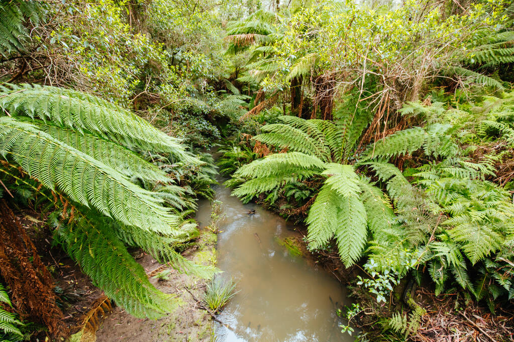 The Coastal Charm of Lorne