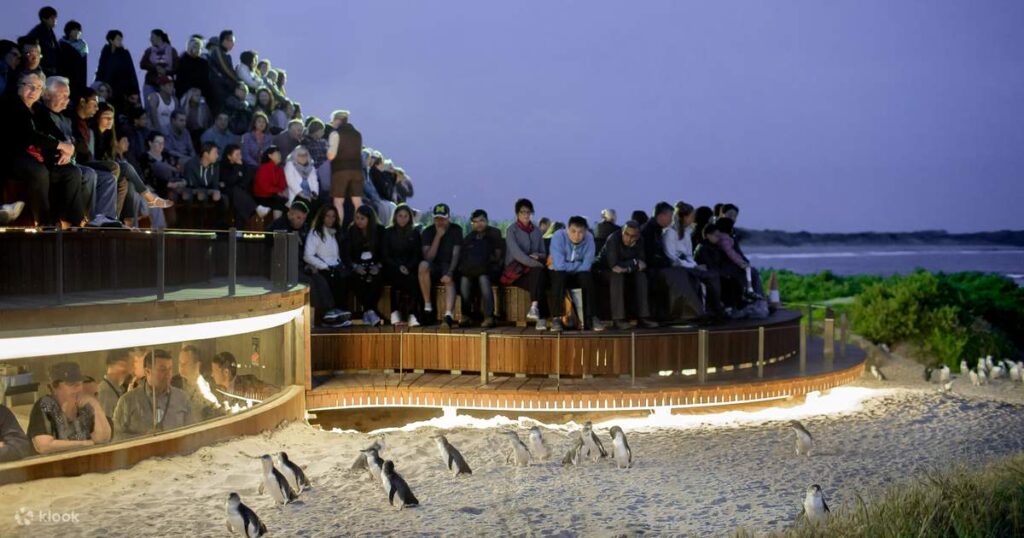 Penguin Parade on Phillip Island