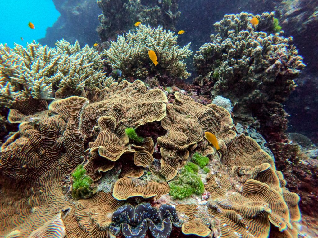 Queensland's Reef