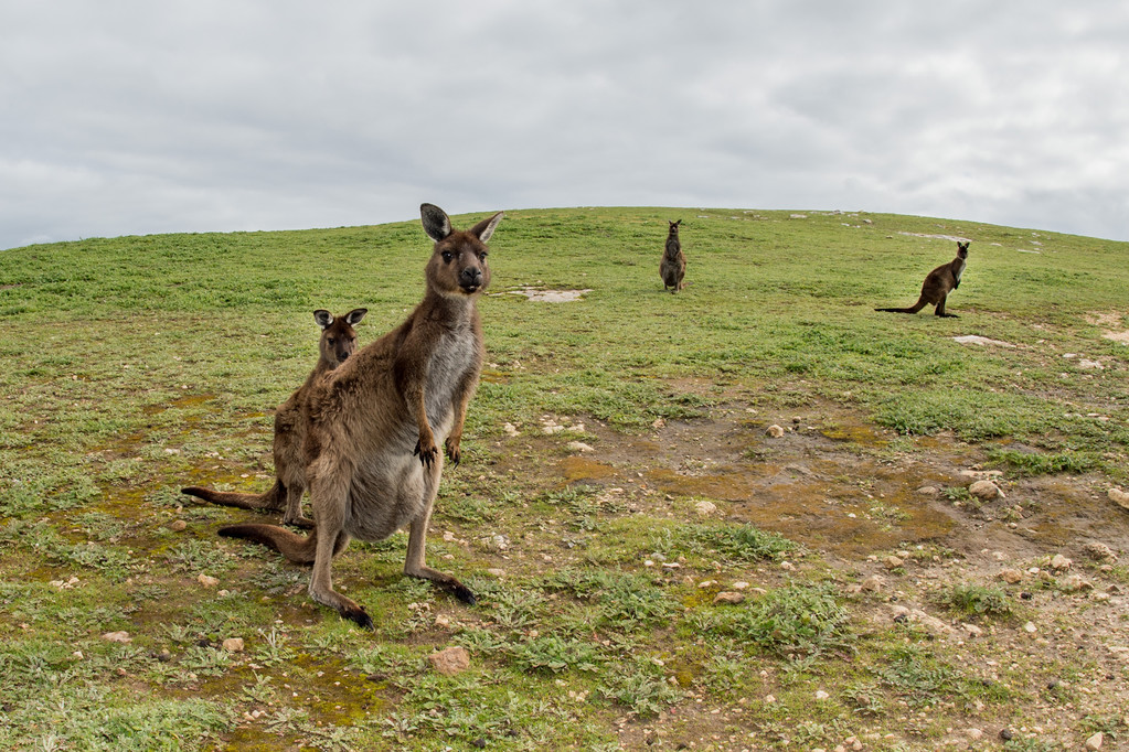 Kangaroo Island