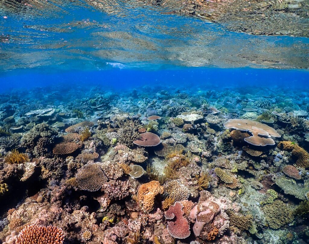 Queensland's Reef 