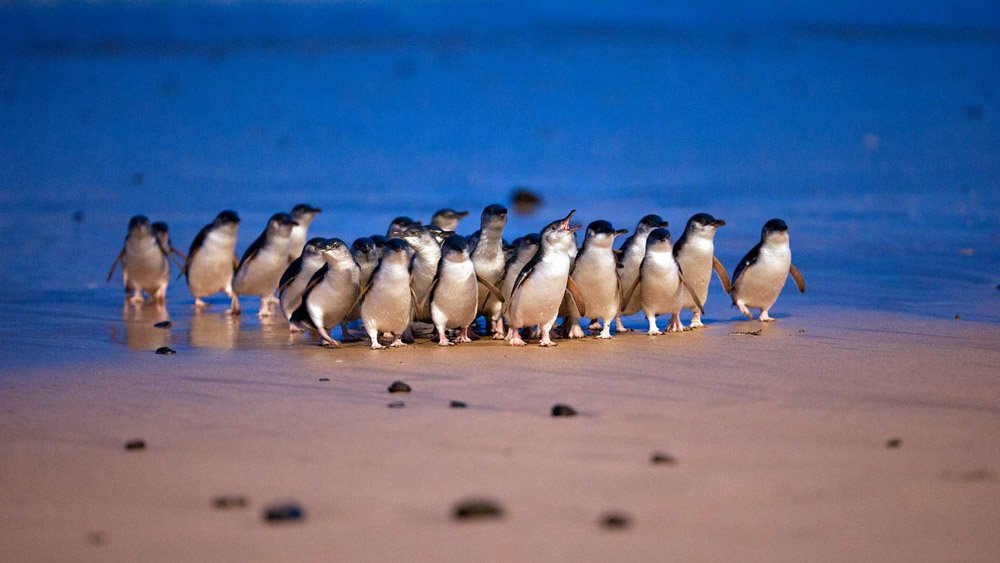 Penguin Parade on Phillip Island