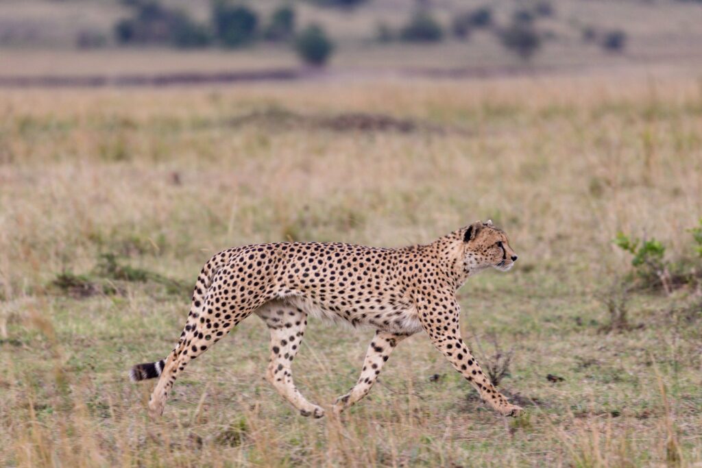 cheeta
