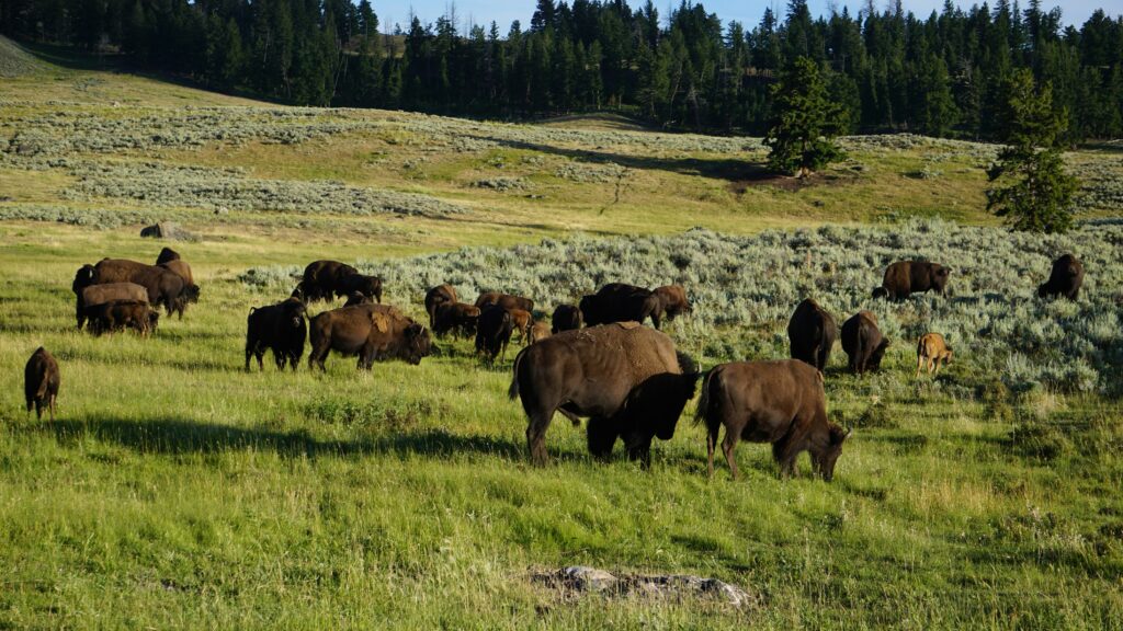 Yellowstone's Wildlife